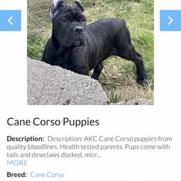 Cane Corso Puppies from Blue river kennels