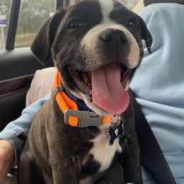 Staffordshire Bull Terrier Puppies from Moonspinner Staffords