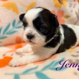 Jennifer - Black gold and white female Shih Tzu puppy in Hemet, California from Aloha Shih Tzu