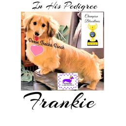 Frankie - Cream male Dachshund puppy in Acton, California from DTR