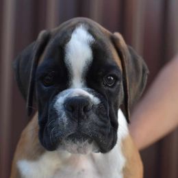 Boston Terrier, Boxer, and French Bulldog Puppies from Azaleas Euro Boxers & Boston Terriers