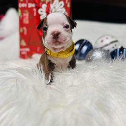 Boston Terrier Puppies from Castellanos Bostons