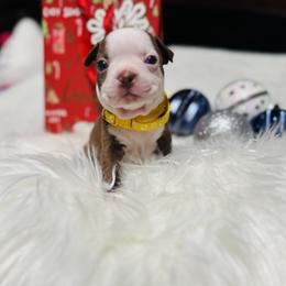 Boston Terrier Puppies from Castellanos Bostons