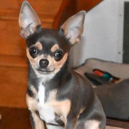 Suede - Blue and tan male Chihuahua puppy in Bloomington, Indiana from TJs Chihuahuas