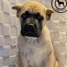 Cane Corso Puppies from Schell Osage Cane Corsos