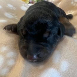 Doberman Pinscher Puppies from Odremans Dobermans