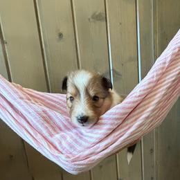 Girl 2 - Sable and white female Shetland Sheepdog puppy in Canton, Texas from 2kg Shelties
