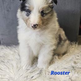 Rooster - Blue merle and white male Shetland Sheepdog puppy in Leesburg, Ohio from Fawn Lane Shetland Sheepdogs