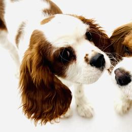 Cavalier King Charles Spaniel Puppies from DD’s Adorable Cavaliers