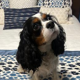 Clover - Cavalier King Charles Spaniel