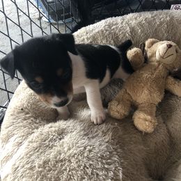Rat Terrier Puppies from Mary ann Whipple's Rat Terriers
