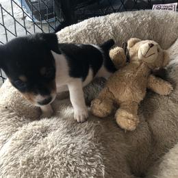 Rat Terrier Puppies from Mary ann Whipple's Rat Terriers