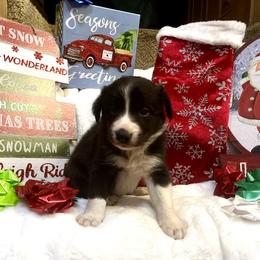 Border Collie and Jack Russell Terrier Puppies from CP FARMS BORDER COLLIES N JACKS CORP