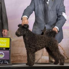 Musi (pronounced Mooshee) - Pumi