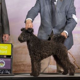 Musi (pronounced Mooshee) - Pumi