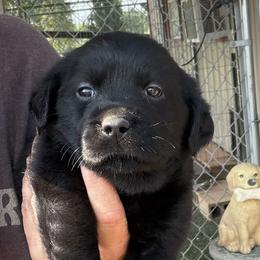 Legend - Black male Dilute Retriever puppy in Baldwin City, Kansas from Hedge Lane Labradors