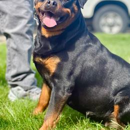Alba - Black and mahogany female Rottweiler puppy in Tacoma, Washington from Karma Kennel PNW