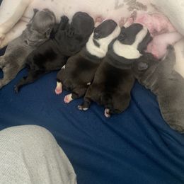 French Bulldog puppies from Nick’s pups