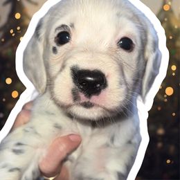Clarice - White and black female Dalmatian puppy in Bremen, Georgia from Clark’s Dalmatians
