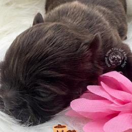 Java - Liver female Shih Tzu puppy in Fairland, Indiana from Divine Shih Tzu of Fairland