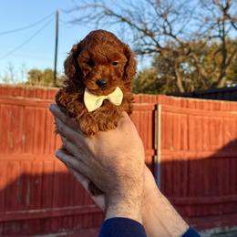 Poodle Puppies from PRETTY IN RED POODLES