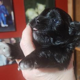 Red - Black and white male Shichon puppy in Imperial, Missouri from Shichon Teddybear  puppies of Miss