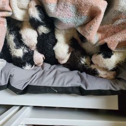 Pomeranian and Sheepadoodle Puppies from Fluffy Wonders Poms and Doodles