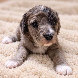 Toffee - Merle female Goldendoodle puppy in Pittsburg, Texas from Grace Springs Goldendoodles