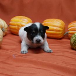 G3 - Blue female Australian Cattle Dog puppy in Buffalo Valley, Tennessee from Buffalo Valley Breeders