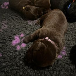 Purple collar - Chocolate female Labrador Retriever puppy in Chaumont, New York from Peak Performance Labradors