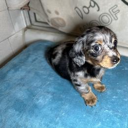 Barney - Dapple male Dachshund puppy in Henrico, Virginia from All About Pets
