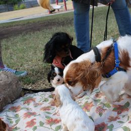 Cavalier King Charles Spaniel Puppies from Critter's Cottage Cavaliers