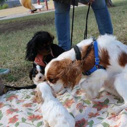 Cavalier King Charles Spaniel Puppies from Critter's Cottage Cavaliers