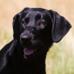 Labrador Retrievers from Muck Madness Retrievers