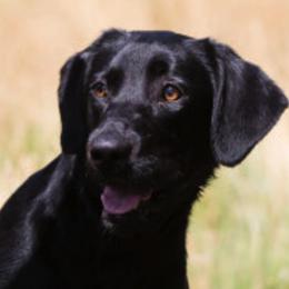 Labrador Retrievers from Muck Madness Retrievers