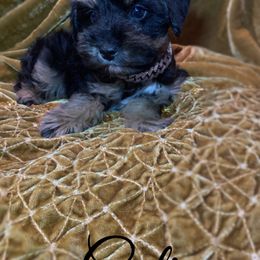 Miniature Schnauzer, Poodle, and Schnoodle Puppies from Mrs Bs Teeny Schnauzers & Doodles