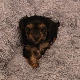 Daisy - Black and gold female Yorkshire Terrier puppy in Duncan, South Carolina from Sonshine Yorkies