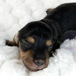 Loretta🩷 - Black and cream female Dachshund puppy in New Braunfels, Texas from 2 Knights Doxies