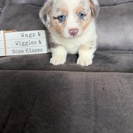 Archer - Blue merle and white male American Corgi puppy in Stuart, Iowa from Johnson Family Paws