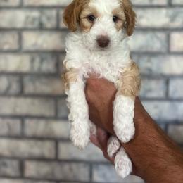 River - Red male Aussiedoodle puppy in Nephi, Utah from Peachydoodlepups