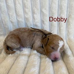 Dobby - Red  male Goldendoodle puppy in Conroe, Texas from Tails of Cypress