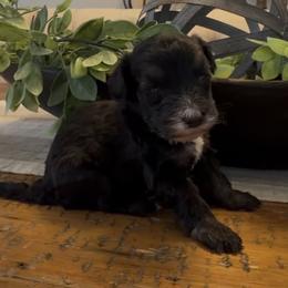 Rolo 1800 Valentines Special - Black and white male Sheepadoodle puppy in Cartersville, Georgia from Simply Blessed Doodles