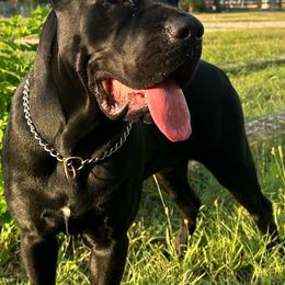 Ora - Cane Corso