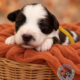 Maple - Parti female Miniature Schnauzer puppy in Magalia, California from NorCal Schnauzers