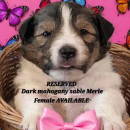 Boy 2 - male Shetland Sheepdog puppy in Youngsville, North Carolina from Country Acres Shetland Sheepdogs