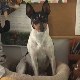 Nadia - Rat Terrier
