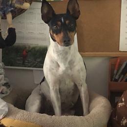 Nadia - Rat Terrier