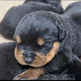Major - Black and mahogany male Rottweiler puppy in Gloster, Mississippi from Mississippi Rottweilers