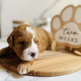 Graham, Blue Collar Male - Red male Bernedoodle puppy in Katy, Texas from Bluebonnet Bernedoodles of Southeast Texas