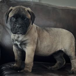 Bullmastiff and French Bulldog Puppies from Big Bully Nation